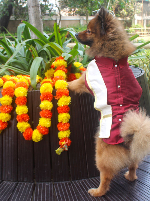 Dogs' Maroon Silk Blend  Shirt And Dupatta Set